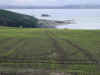 crops.jpeg (61913 bytes)