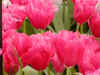 frilly pink.JPG (485792 bytes)