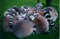 knotty lemurs.jpeg (31461 bytes)