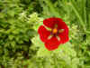 red flower