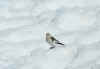 snowbunting 1204.JPG (951733 bytes)